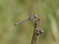 Dasythemis mincki