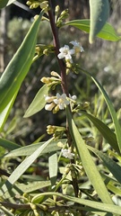 Myoporum acuminatum