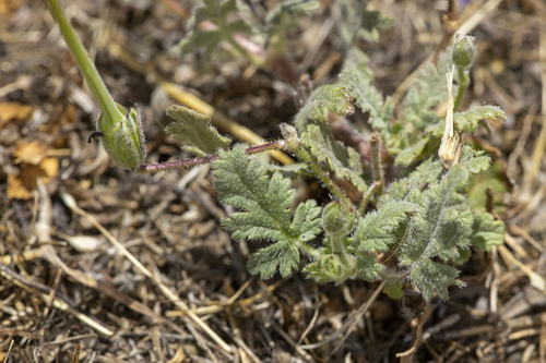 iNaturalist observation photo of Mediterranean Stork's-bill