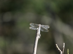 Dasythemis mincki