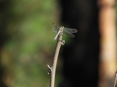 Dasythemis mincki