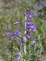 Penstemon angustifolius caudatus