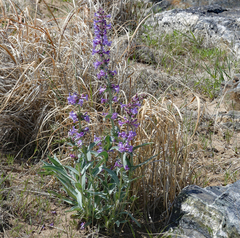 Penstemon angustifolius caudatus