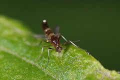 Cricotopus bicinctus