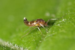 Cricotopus bicinctus