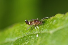 Cricotopus bicinctus