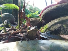 Lithobates vibicarius