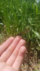 Calopteryx amata