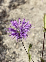 Monardella sinuata
