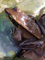 Lithobates vibicarius
