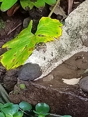 Lithobates vibicarius
