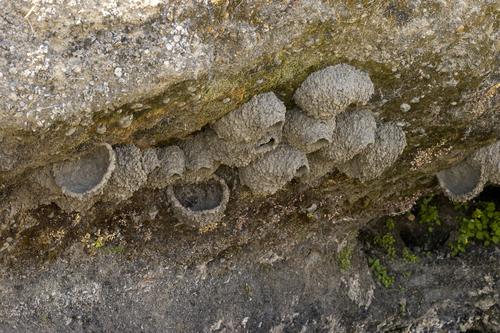 iNaturalist observation photo of Cliff Swallow