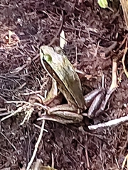 Lithobates vibicarius