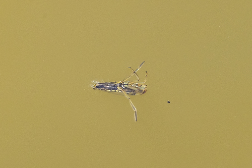 iNaturalist observation photo of Milky Backswimmers