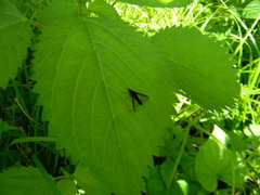 Chrysopilus connexus