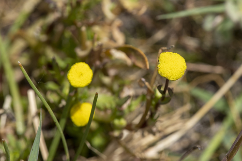iNaturalist observation photo of Brass Buttons