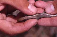 Gongylomorphus bojerii