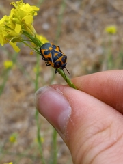 Murgantia histrionica