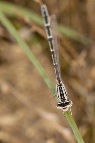 iNaturalist observation photo of Bluets