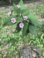 Lantana megapotamica