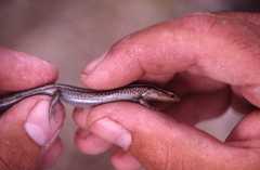 Gongylomorphus bojerii