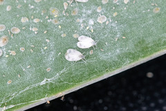 Aleyrodes proletella