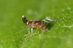 Cricotopus bicinctus