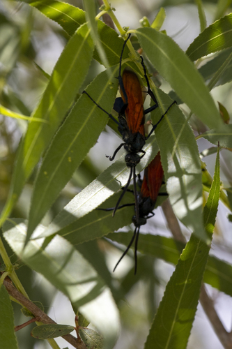 iNaturalist observation photo of New World Tarantula-hawk Wasps