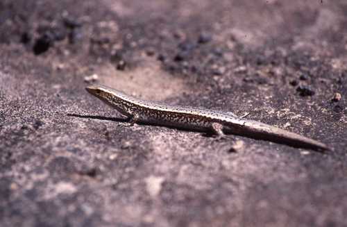 Gongylomorphus bojerii