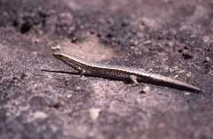 Gongylomorphus bojerii