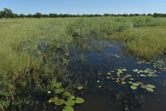 Pseudoraphis spinescens