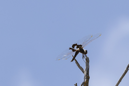iNaturalist observation photo of Black Saddlebags