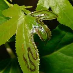 Phyllocnistis liquidambarisella