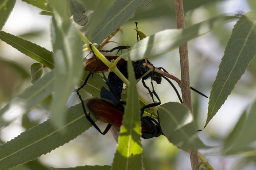 iNaturalist observation photo of New World Tarantula-hawk Wasps