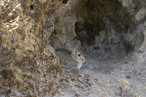 iNaturalist observation photo of Desert Cottontail