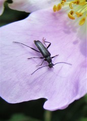 Grammoptera subargentata