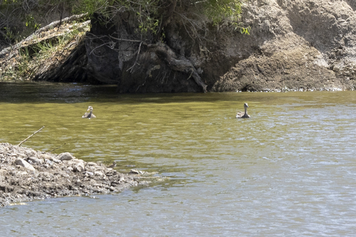 iNaturalist observation photo of Gadwall