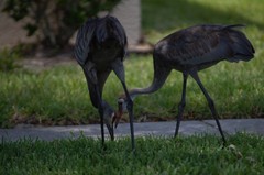 Grus canadensis image