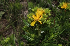 Hypericum sphaerocarpum