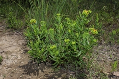 Hypericum sphaerocarpum
