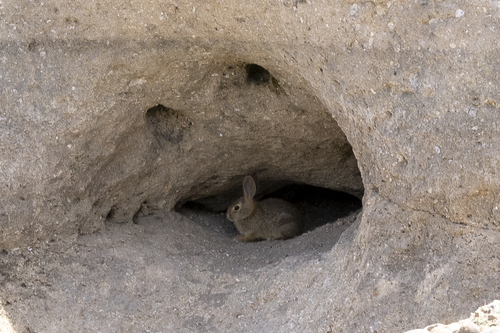 iNaturalist observation photo of Desert Cottontail