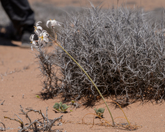 Leucocoryne appendiculata
