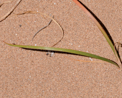 Leucocoryne appendiculata