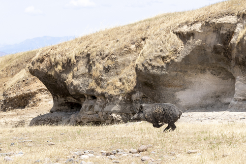 iNaturalist observation photo of Wild Boar