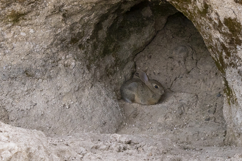 iNaturalist observation photo of Desert Cottontail