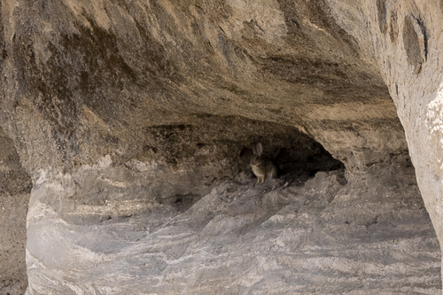 iNaturalist observation photo of Desert Cottontail