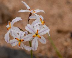 Leucocoryne appendiculata
