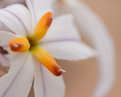 Leucocoryne appendiculata