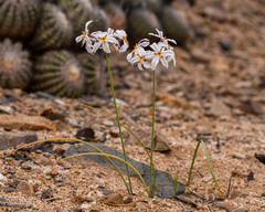 Leucocoryne appendiculata