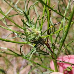 Rhopalomyia erigerontis